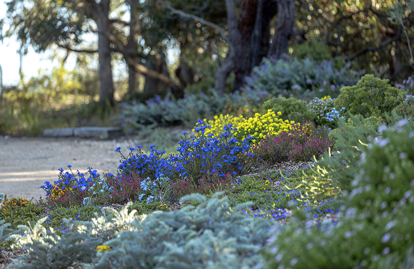 Australian Native Plants Online Native Plant Project Tubestock Plants