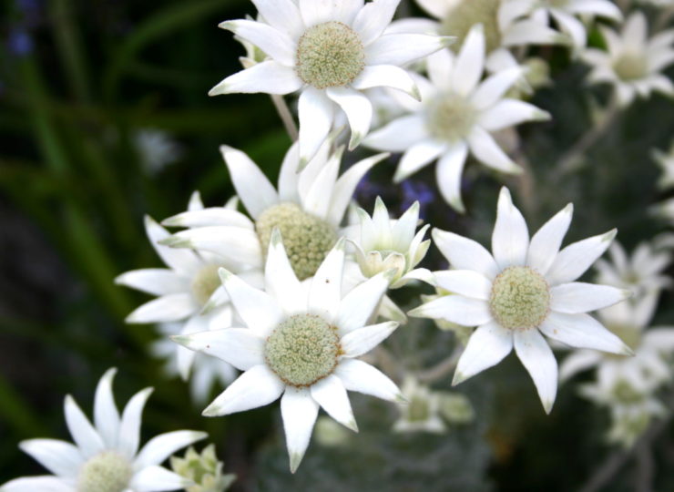 1 Actinotus helianthi Flannel flower