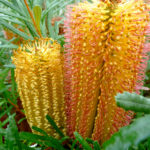 Australian Native Plants Online Nursery - Native Plant Project