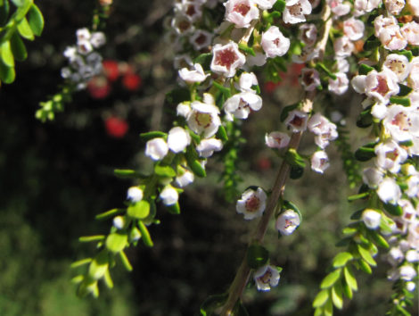 1 thryptomene fc payne crop