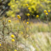 2 Pycnosorus globosus BWP 4389 1600px