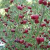 2 brown boronia