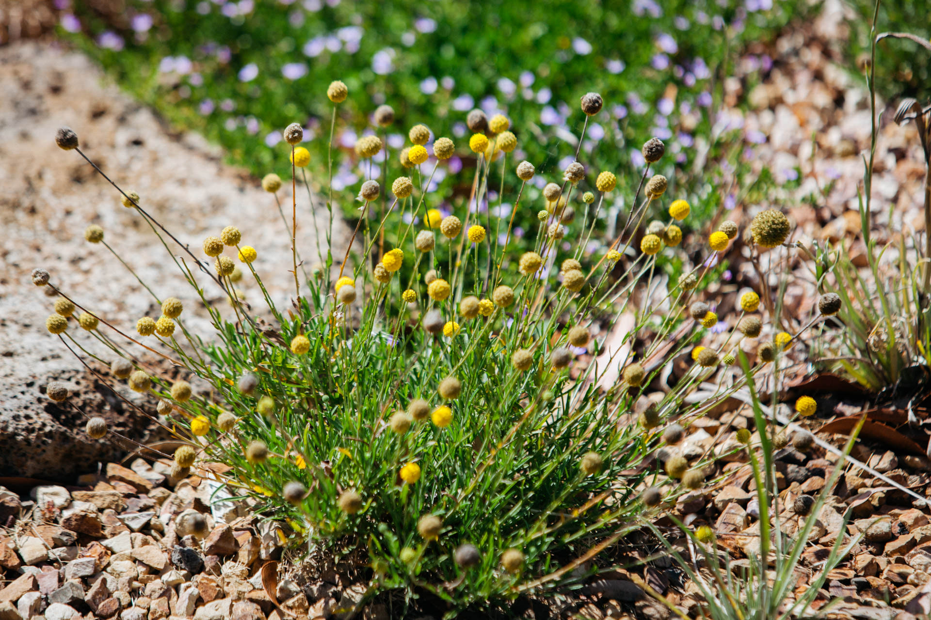 Image of Billy buttons plant