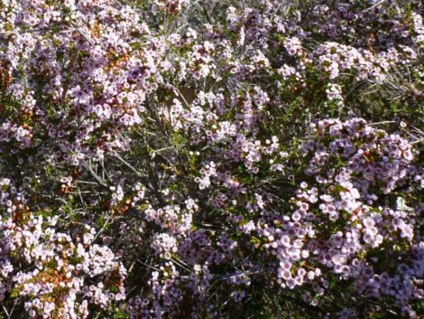 3 thryptomene saxicola heath myrtle f c payne 1