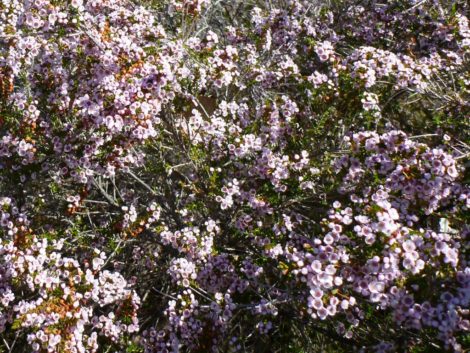 3 thryptomene saxicola heath myrtle f c payne 1