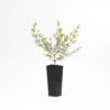 Boronia Megastigma 1