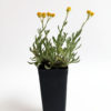 Chrysocephalum apiculatum ramosissimum