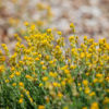 Chrysocephalum apiculatum ramosissimum FG 138