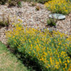 Chrysocephalum apiculatum ramosissimum FG 139
