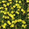 Hibbertia vestita 1