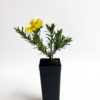Hibbertia vestita ‘Golden Sunburst’