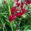 Kangaroo Paw Bush Fury