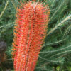 Photo Banksia Orange Glow 2