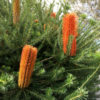 Photo Banksia Orange Glow1