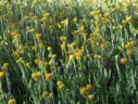 Yellow Buttons | Chrysocephalum apiculatum ramosissimum - Native Plant ...