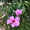 Photo Pandorea ‘Southern Belle’ 1