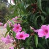 Photo Pandorea ‘Southern Belle’2