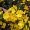 TrailingGuineaFlower Arthur Chapman 1