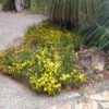 TrailingGuineaFlower Arthur Chapman 2