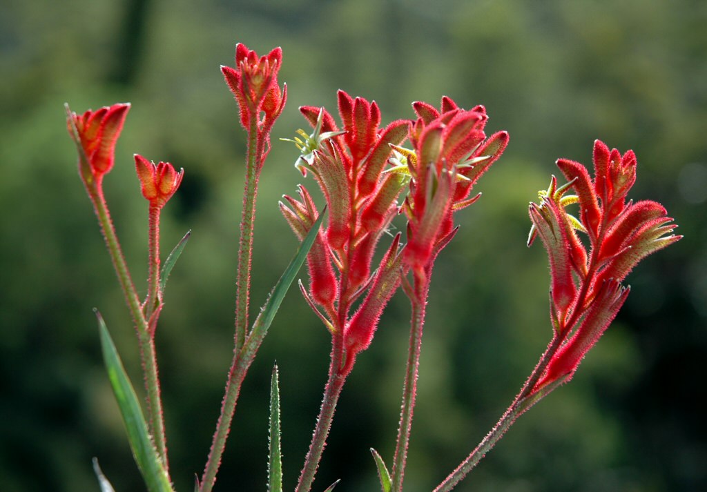 Kangaroo Paw Native Plant Project