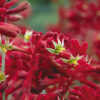 anigozanthos kangaroo paw bush fury 1