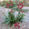 anigozanthos kangaroo paw bush fury 3