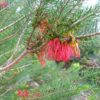 calothamnus quadrificus net bush 2