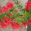grevillea hybrid new blood 1