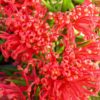 grevillea hybrid new blood