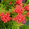 grevillea hybrid new blood 2