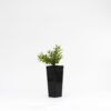 grevillea new blood