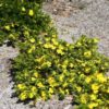hibbertia golden sunburst 2