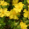 hibbertia guinea flower golden sunburst 1