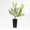 one sided bottlbrush calothamnus quadrifudis