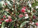 hakea laurina red flower close up
