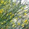 1 Acacia aphylla