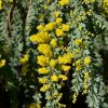 1 acacia vestita