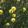 2 Acacia aphylla