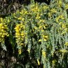 2 acacia vestita
