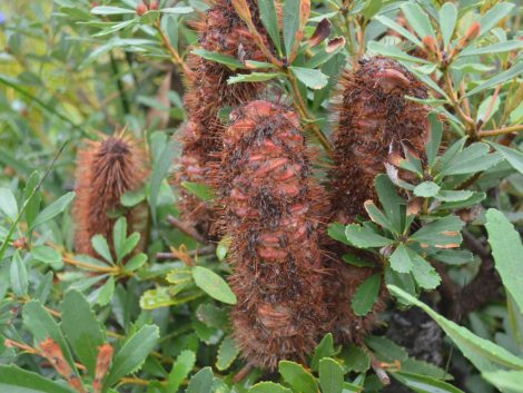 2 banksia paludosa little pal 3