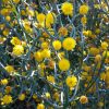 3 Acacia aphylla
