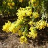 3 acacia vestita hairywattle
