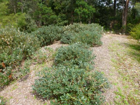 3 banksia paludosa swamp banksia