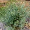 4 Acacia aphylla