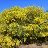 4 acacia vestita hairywattle