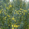 5 Acacia aphylla