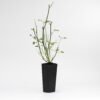 Acacia Aphylla MJM 2021