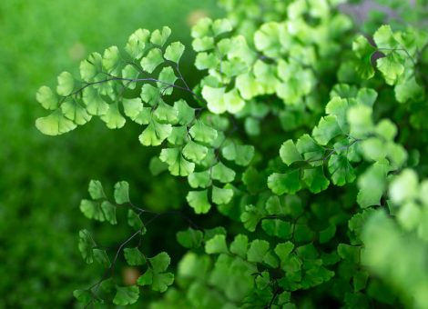 adiantum capillus veneris maidenhair fern 1
