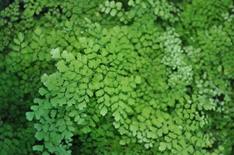 adiantum capillus veneris maidenhair fern 2