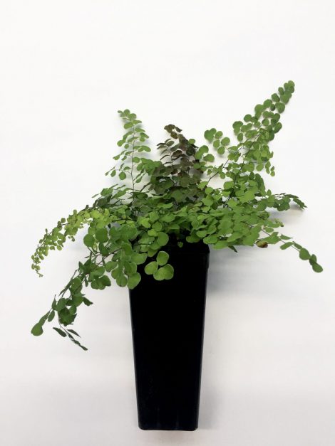 adiantum capillus veneris maidenhair fern 3
